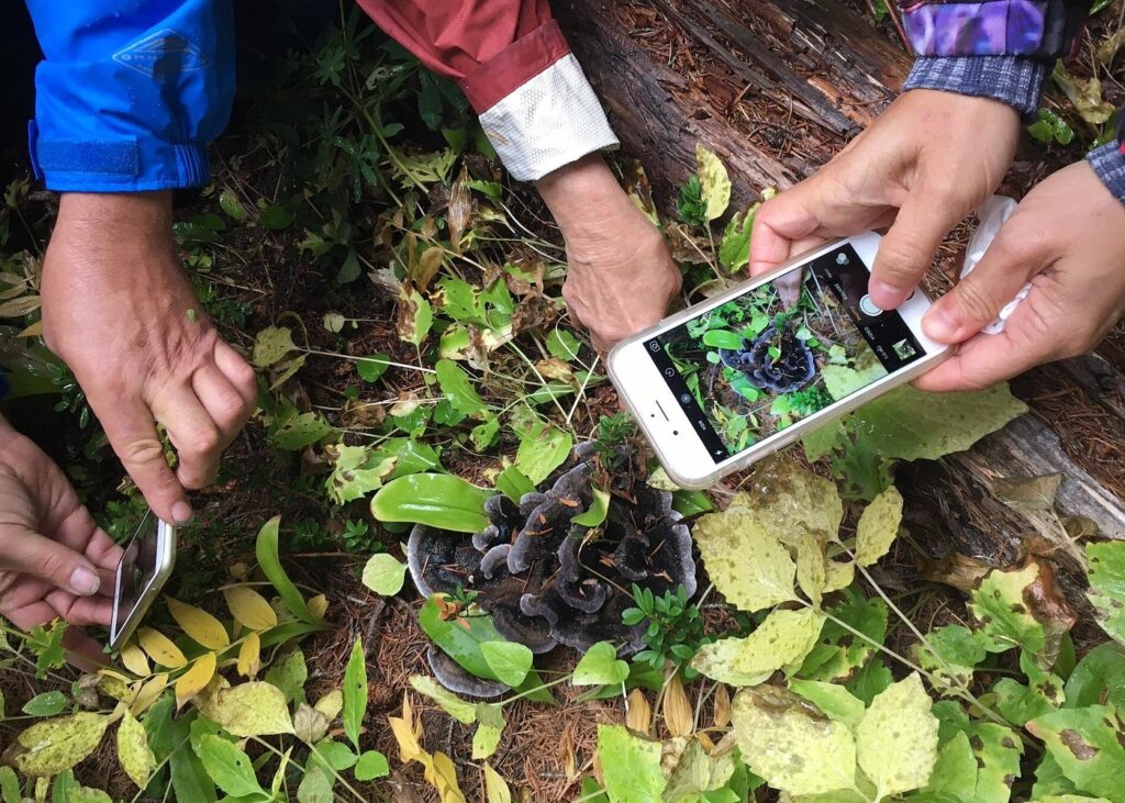 Swallow Tail Vancouver | Mushroom foraging classes and field trips | Homes Alamanac