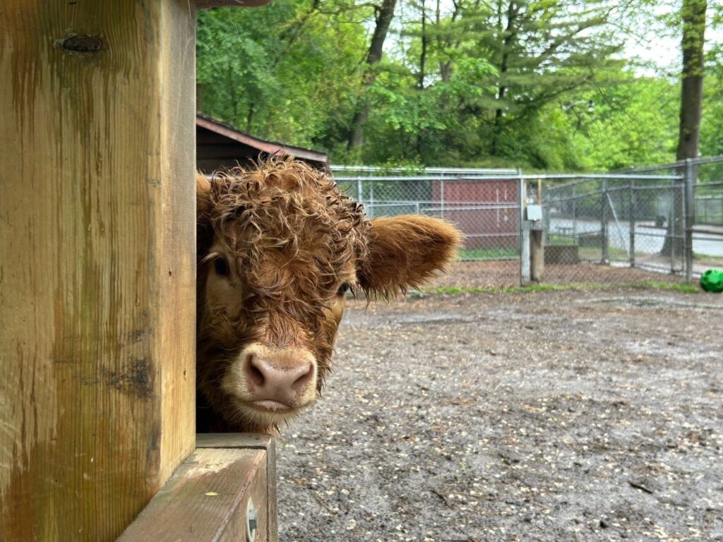 High Park Neighbourhood | Close up of a brown calf | Homes Almanac